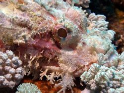 Scorpian fish- Great Barrier Reef- Aust Macro Lens by Joshua Miles 